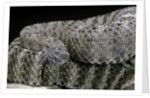 Crotalus tigris (tiger rattlesnake) by Anonymous