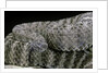 Crotalus tigris (tiger rattlesnake) by Anonymous