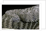 Crotalus tigris (tiger rattlesnake) by Anonymous