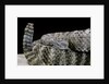 Crotalus tigris (tiger rattlesnake) by Anonymous