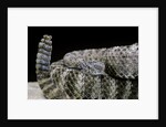 Crotalus tigris (tiger rattlesnake) by Anonymous