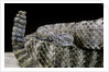 Crotalus tigris (tiger rattlesnake) by Anonymous