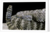 Crotalus tigris (tiger rattlesnake) by Anonymous