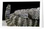 Crotalus tigris (tiger rattlesnake) by Anonymous