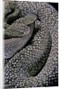 Crotalus vegrandis (urocoan rattlesnake) by Anonymous