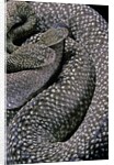 Crotalus vegrandis (urocoan rattlesnake) by Anonymous