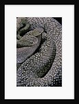 Crotalus vegrandis (urocoan rattlesnake) by Anonymous