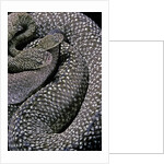 Crotalus vegrandis (urocoan rattlesnake) by Anonymous