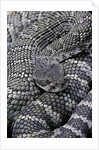 Crotalus viridis ( prairie rattlesnake) by Anonymous