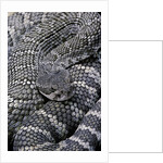 Crotalus viridis ( prairie rattlesnake) by Anonymous