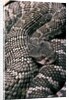Crotalus viridis ( prairie rattlesnake) by Anonymous