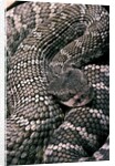 Crotalus viridis ( prairie rattlesnake) by Anonymous