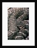 Crotalus viridis ( prairie rattlesnake) by Anonymous