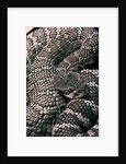 Crotalus viridis ( prairie rattlesnake) by Anonymous