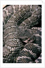 Crotalus viridis ( prairie rattlesnake) by Anonymous