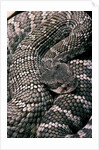 Crotalus viridis ( prairie rattlesnake) by Anonymous