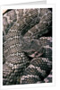 Crotalus viridis ( prairie rattlesnake) by Anonymous