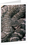 Crotalus viridis ( prairie rattlesnake) by Anonymous