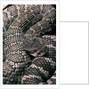 Crotalus viridis ( prairie rattlesnake) by Anonymous