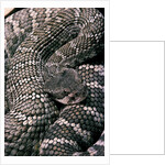 Crotalus viridis ( prairie rattlesnake) by Anonymous