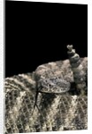 Crotalus tigris (tiger rattlesnake) by Anonymous