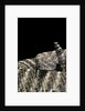 Crotalus tigris (tiger rattlesnake) by Anonymous