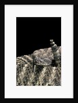Crotalus tigris (tiger rattlesnake) by Anonymous