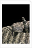 Crotalus tigris (tiger rattlesnake) by Anonymous