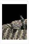 Crotalus tigris (tiger rattlesnake) by Anonymous