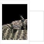 Crotalus tigris (tiger rattlesnake) by Anonymous