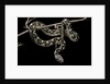 Daboia lebetina mauritanica (moorish viper) by Anonymous