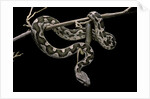 Daboia lebetina mauritanica (moorish viper) by Anonymous
