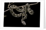 Daboia lebetina mauritanica (moorish viper) by Anonymous