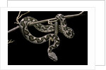 Daboia lebetina mauritanica (moorish viper) by Anonymous