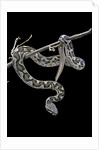 Daboia lebetina mauritanica (moorish viper) by Anonymous