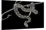 Daboia lebetina mauritanica (moorish viper) by Anonymous