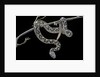 Daboia lebetina mauritanica (moorish viper) by Anonymous