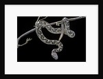 Daboia lebetina mauritanica (moorish viper) by Anonymous