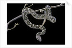 Daboia lebetina mauritanica (moorish viper) by Anonymous