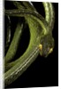 Dipsadoboa duchesnii by Anonymous