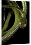 Dipsadoboa duchesnii by Anonymous