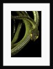 Dipsadoboa duchesnii by Anonymous