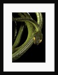 Dipsadoboa duchesnii by Anonymous