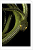 Dipsadoboa duchesnii by Anonymous