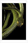 Dipsadoboa duchesnii by Anonymous