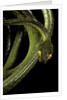 Dipsadoboa duchesnii by Anonymous