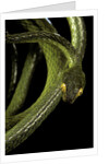 Dipsadoboa duchesnii by Anonymous