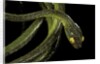 Dipsadoboa duchesnii by Anonymous