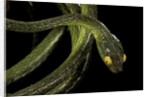 Dipsadoboa duchesnii by Anonymous