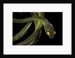 Dipsadoboa duchesnii by Anonymous